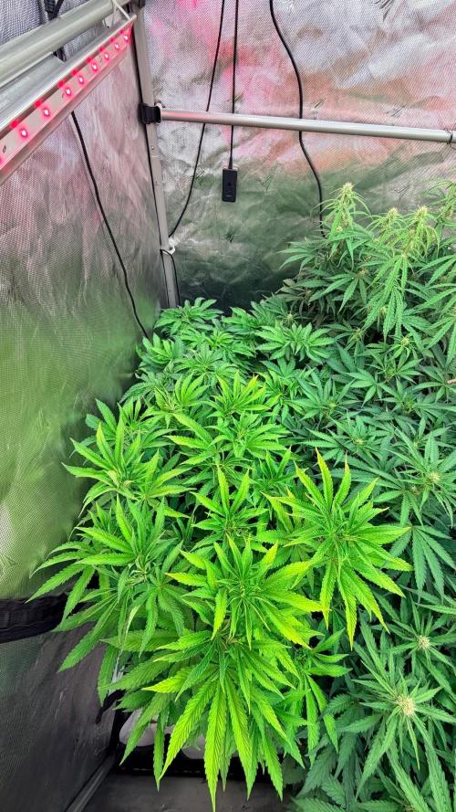 Platinum Lantz Project (plus more). Week 8