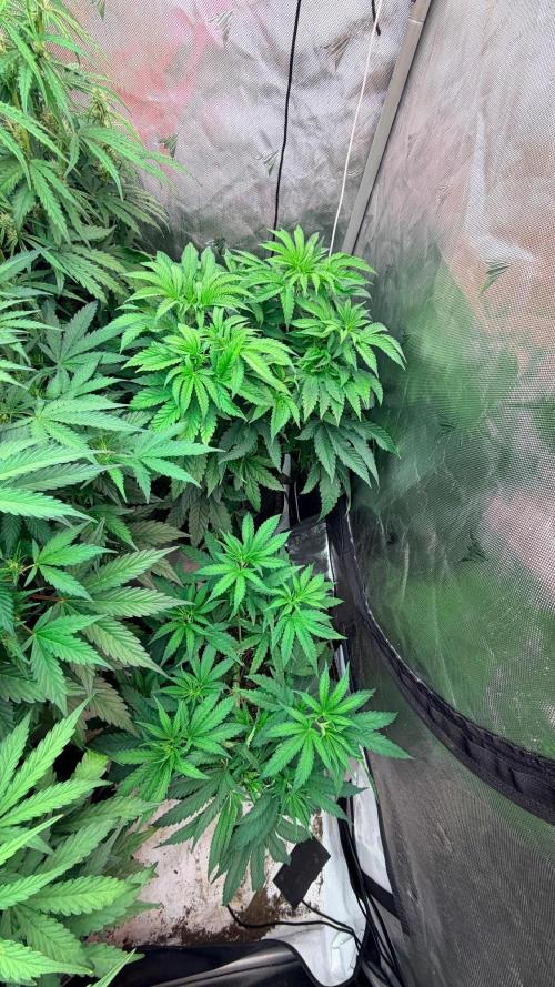 Platinum Lantz Project (plus more). Week 8