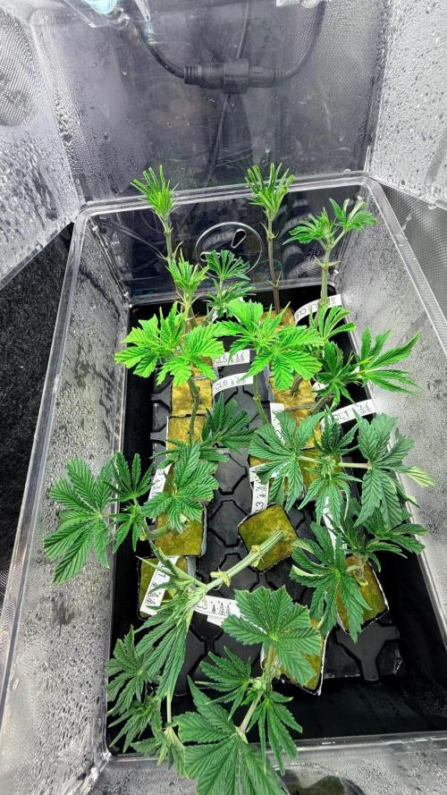 Platinum Lantz Project (plus more). Week 8