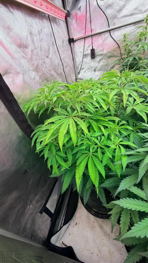 Platinum Lantz Project (plus more). Week 8