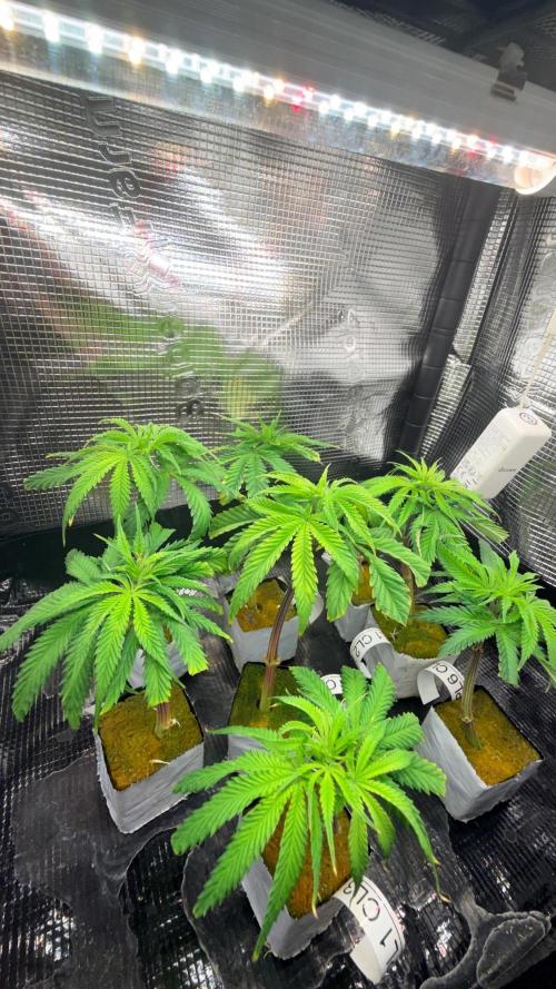 Platinum Lantz Project (plus more). Week 8
