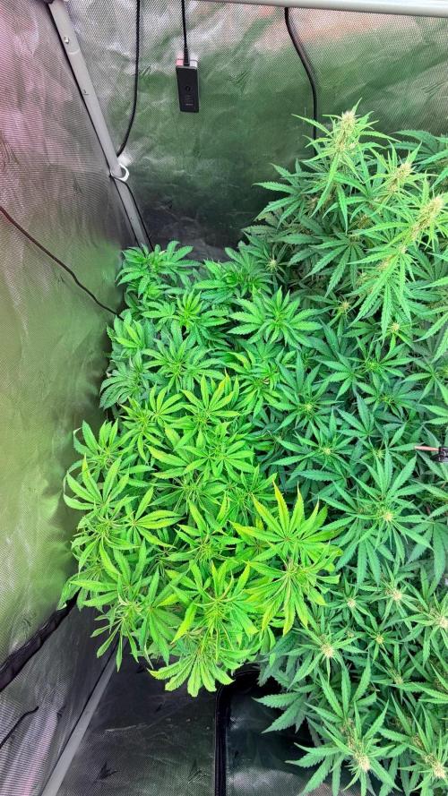 Platinum Lantz Project (plus more). Week 8