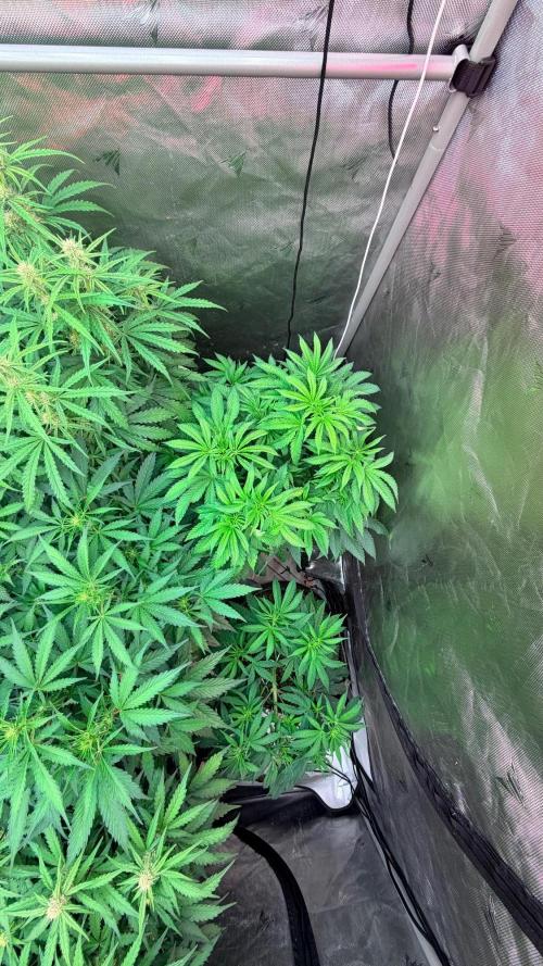 Platinum Lantz Project (plus more). Week 8