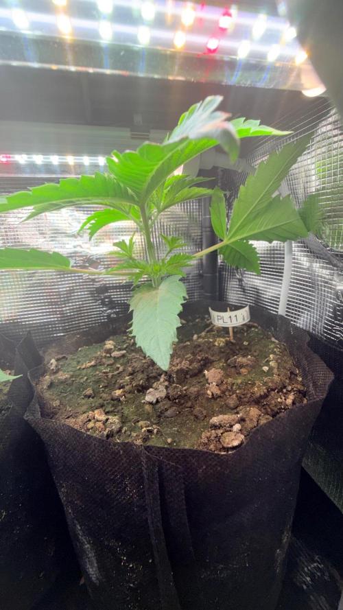 Platinum Lantz Project (plus more). Week 8