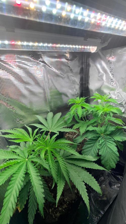 Platinum Lantz Project (plus more). Week 8