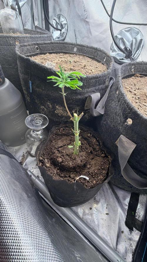 Platinum Lantz Project (plus more). Week 8
