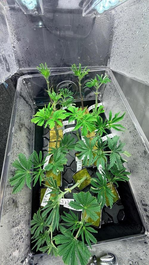 Platinum Lantz Project (plus more). Week 8