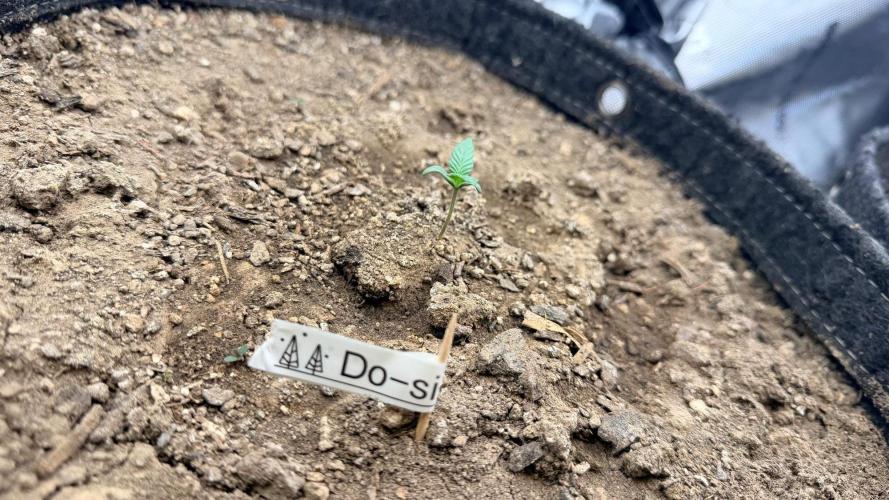 Mephisto O’z³. Week 1