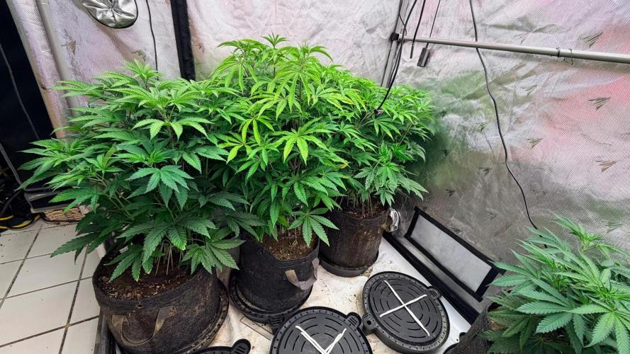 Mephisto O’z³. Week 1