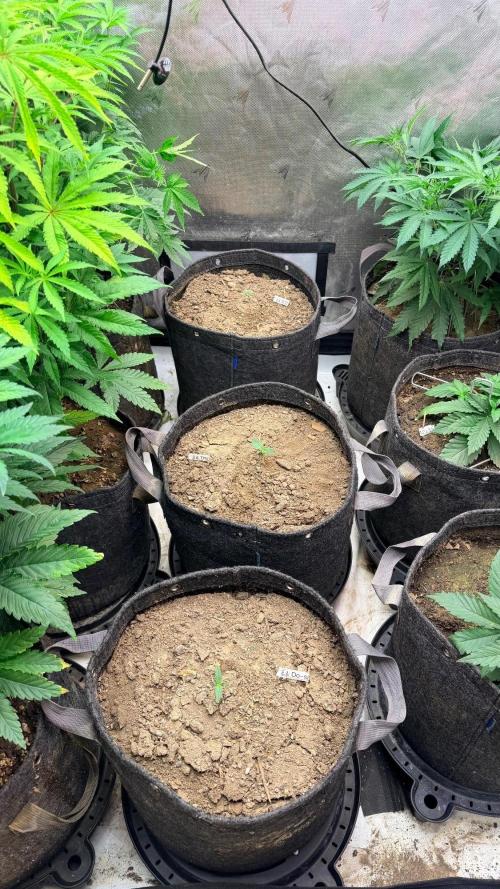 Mephisto O’z³. Week 1