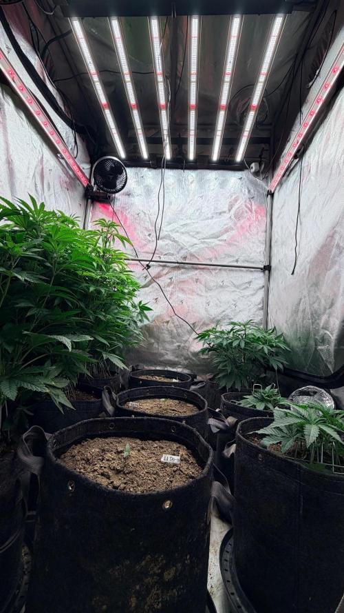Mephisto O’z³. Week 1