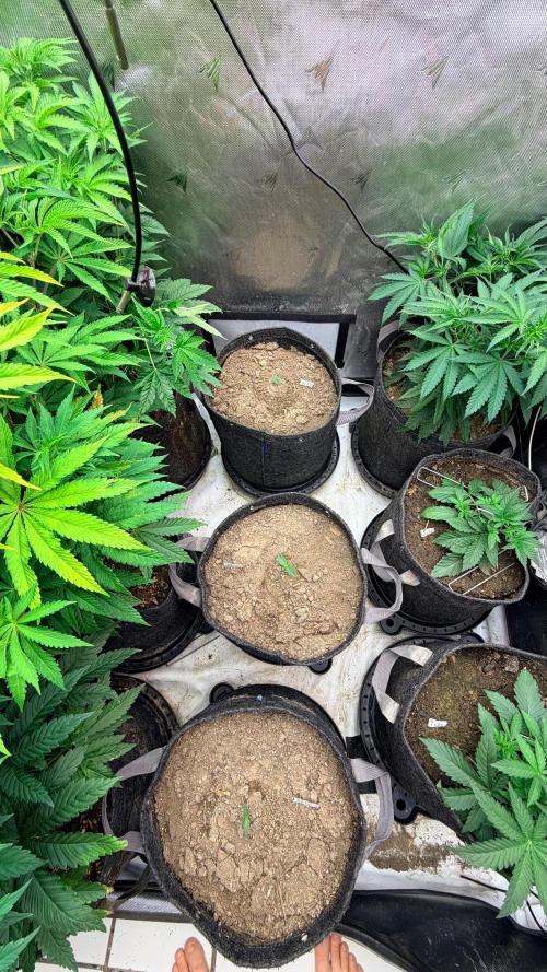 Mephisto O’z³. Week 1