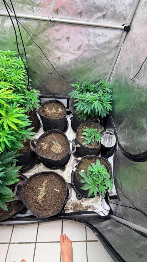 Mephisto O’z³. Week 1