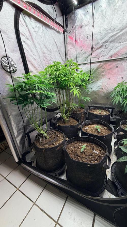 Platinum Lantz Project (plus more). Week 9