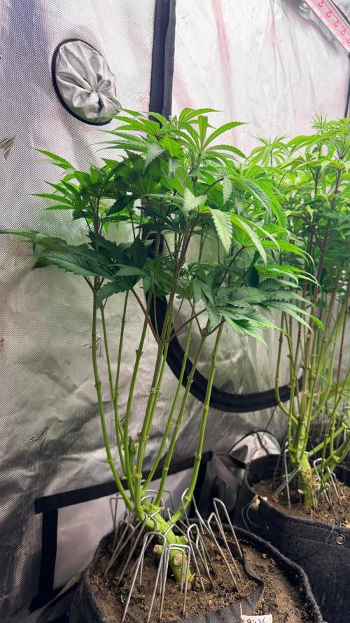 Platinum Lantz Project (plus more). Week 9