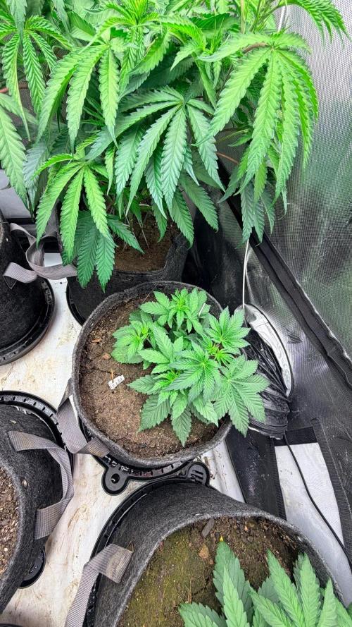 Platinum Lantz Project (plus more). Week 9