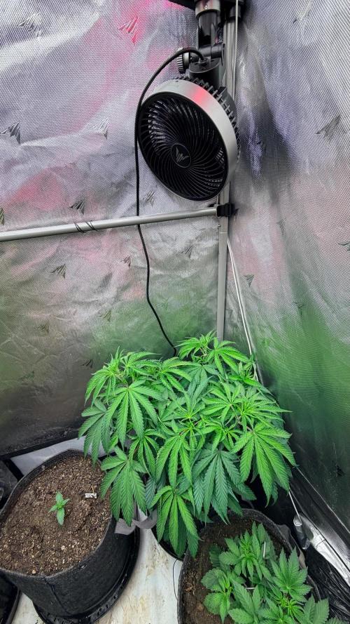 Platinum Lantz Project (plus more). Week 9