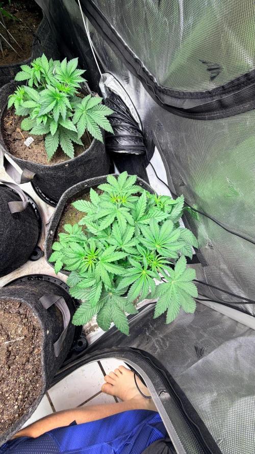 Platinum Lantz Project (plus more). Week 9