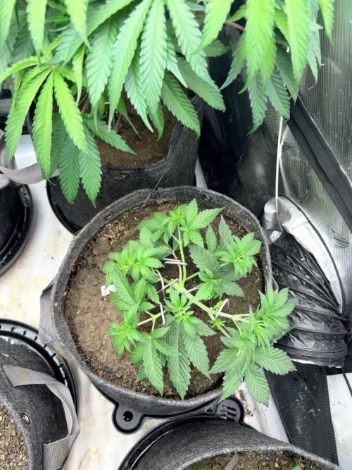 Platinum Lantz Project (plus more). Week 9