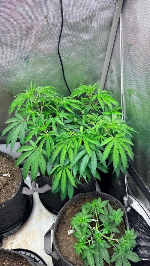 Platinum Lantz Project (plus more). Week 9