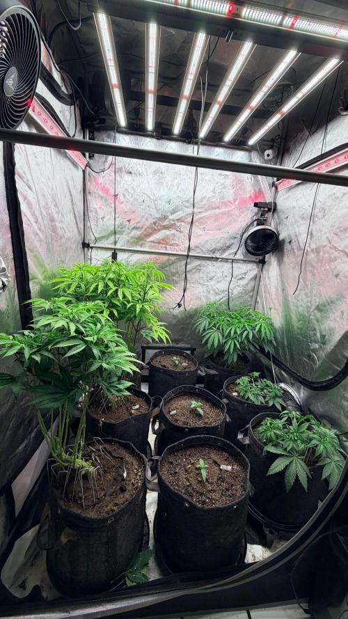 Platinum Lantz Project (plus more). Week 9