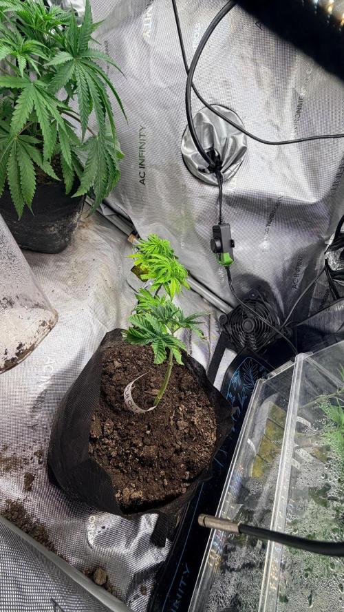 Platinum Lantz Project (plus more). Week 9
