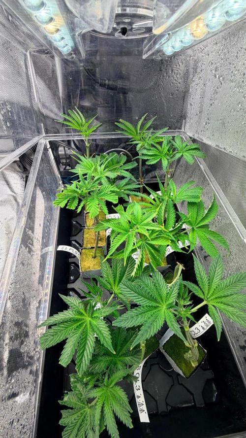 Platinum Lantz Project (plus more). Week 9