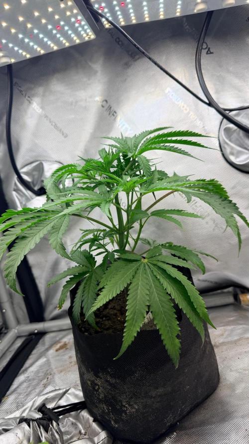 Platinum Lantz Project (plus more). Week 9