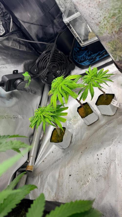 Platinum Lantz Project (plus more). Week 9