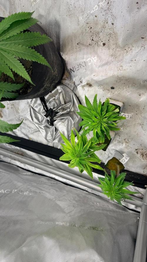 Platinum Lantz Project (plus more). Week 9
