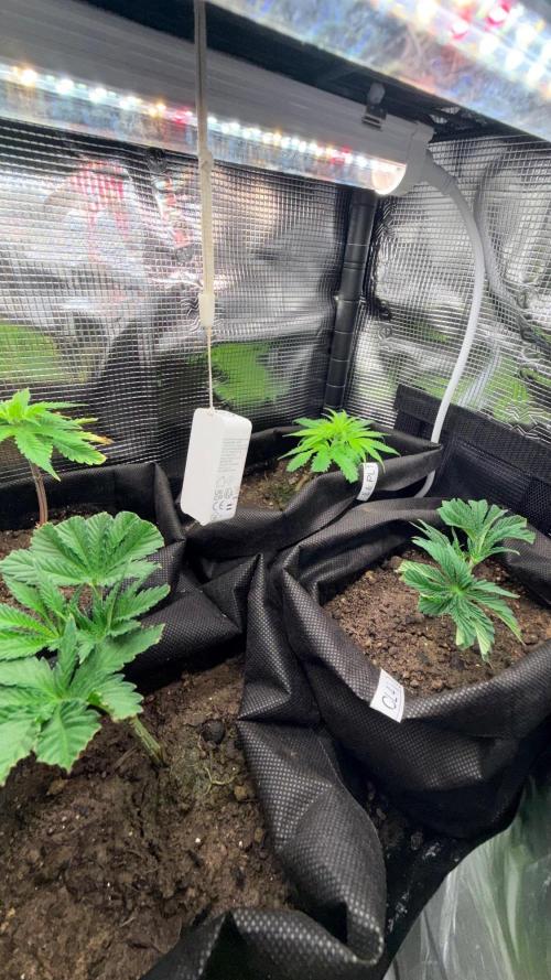 Platinum Lantz Project (plus more). Week 9