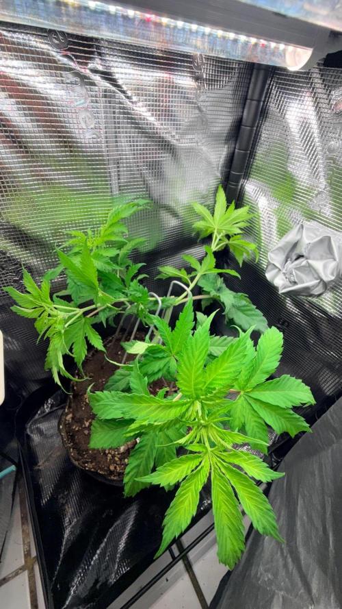 Platinum Lantz Project (plus more). Week 9