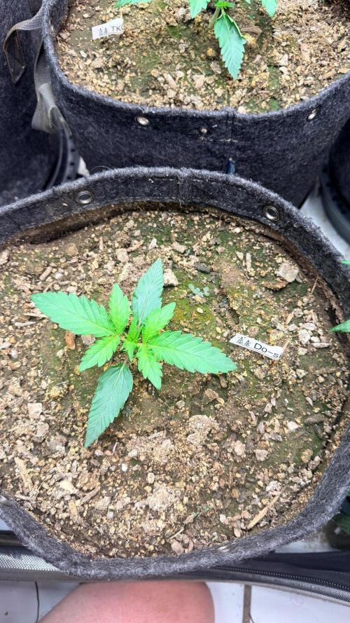 Mephisto O’z³. Week 2