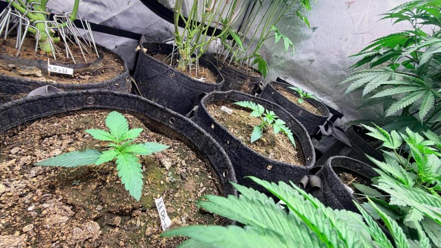 Mephisto O’z³. Week 2