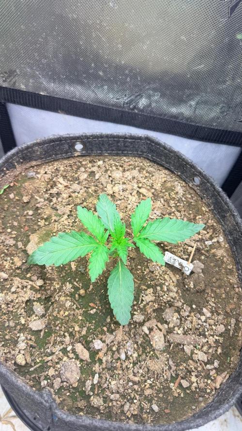 Mephisto O’z³. Week 2