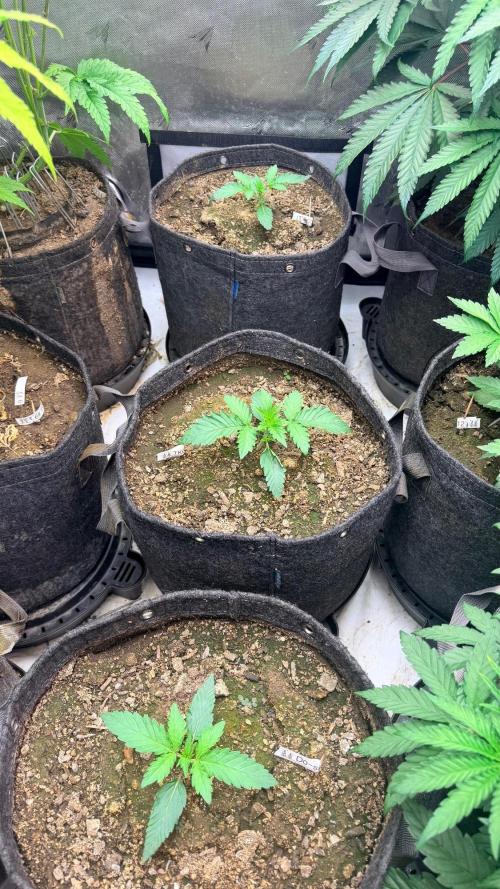 Mephisto O’z³. Week 2