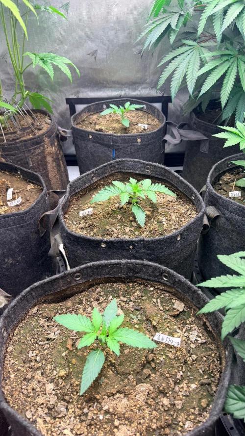 Mephisto O’z³. Week 2