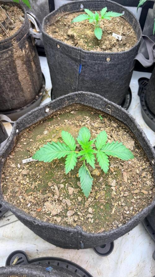 Mephisto O’z³. Week 2