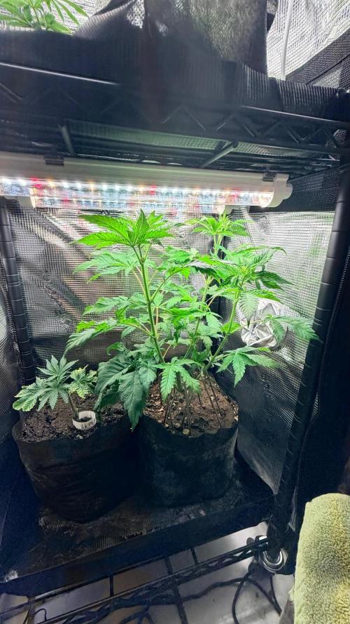 Platinum Lantz Project (plus more). Week 10
