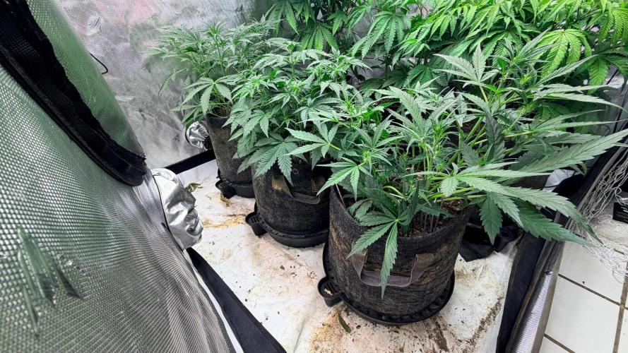 Mephisto O’z³. Week 4