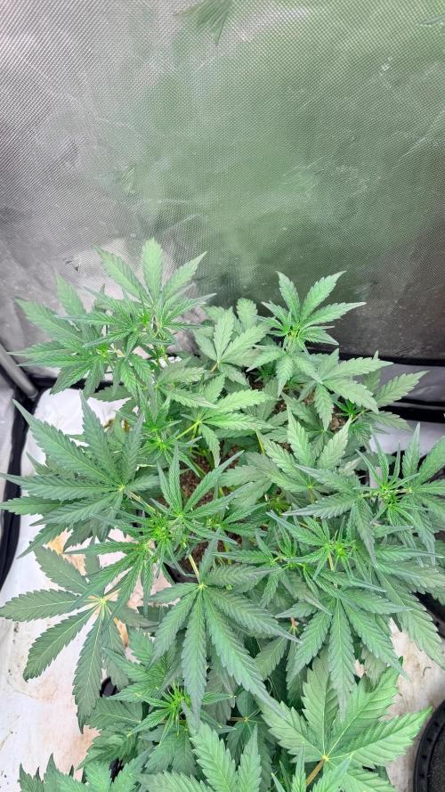 Mephisto O’z³. Week 4