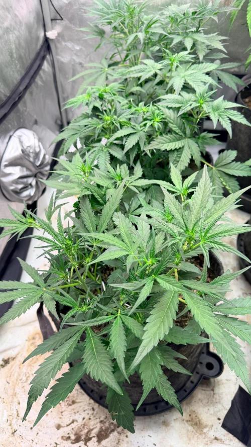 Mephisto O’z³. Week 4