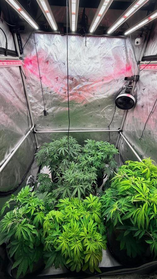 Mephisto O’z³. Week 5