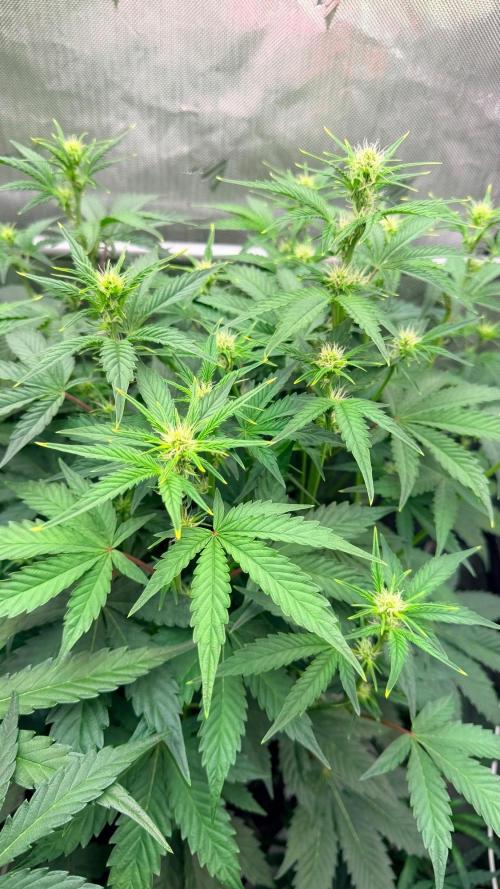 Mephisto O’z³. Week 5