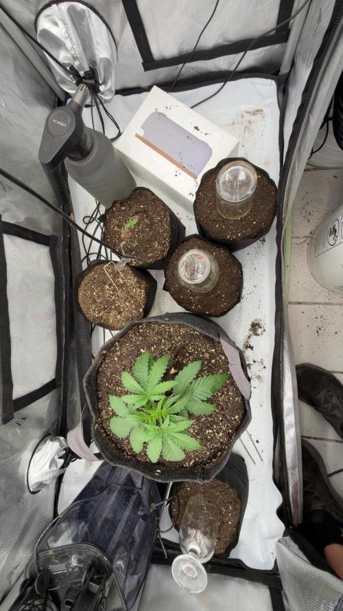 Platinum Lantz Project (plus more). Week 2