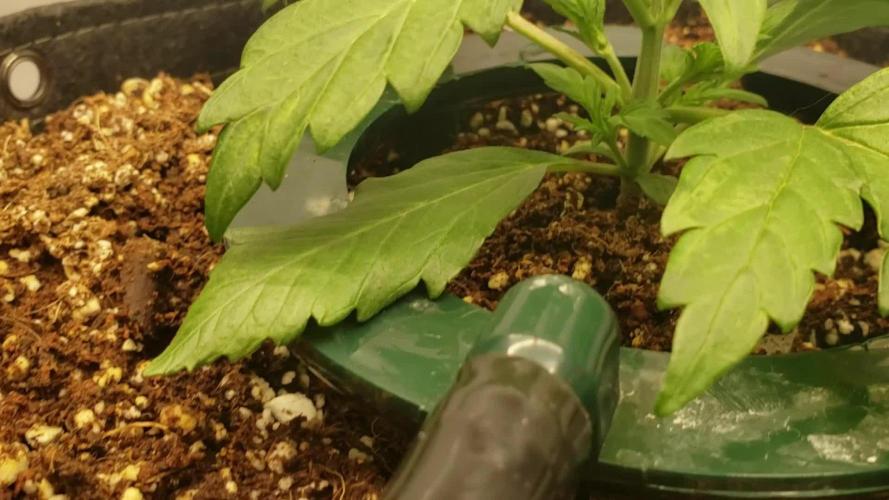 Trebl-tizer. Mephisto Genetics Grow Along.