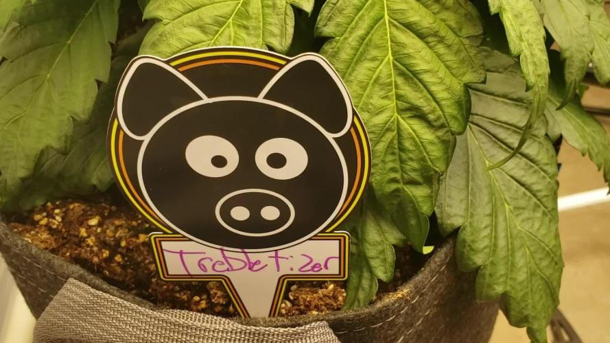 Trebl-tizer. Mephisto Genetics Grow Along.