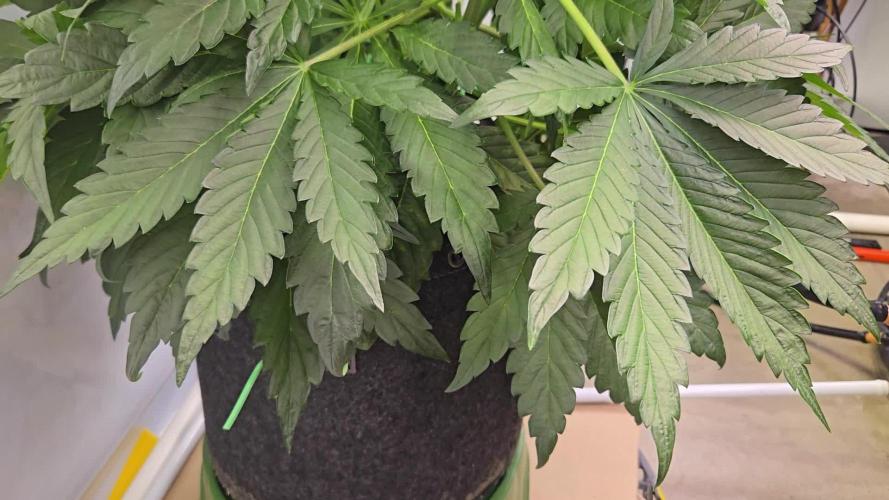 Trebl-tizer. Mephisto Genetics Grow Along.