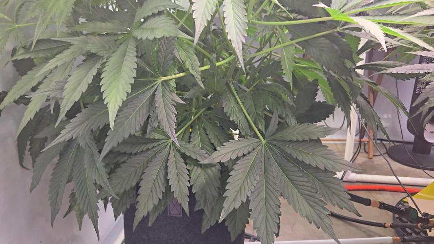 Trebl-tizer. Mephisto Genetics Grow Along.