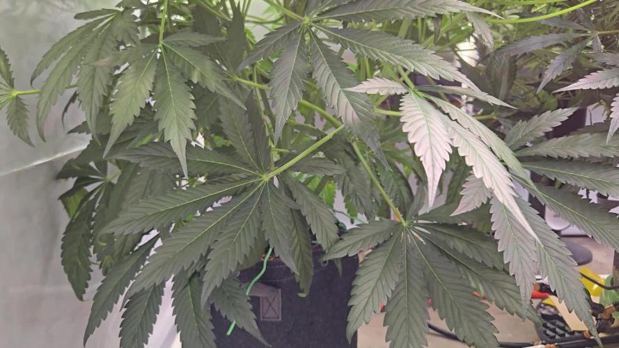 Trebl-tizer. Mephisto Genetics Grow Along.